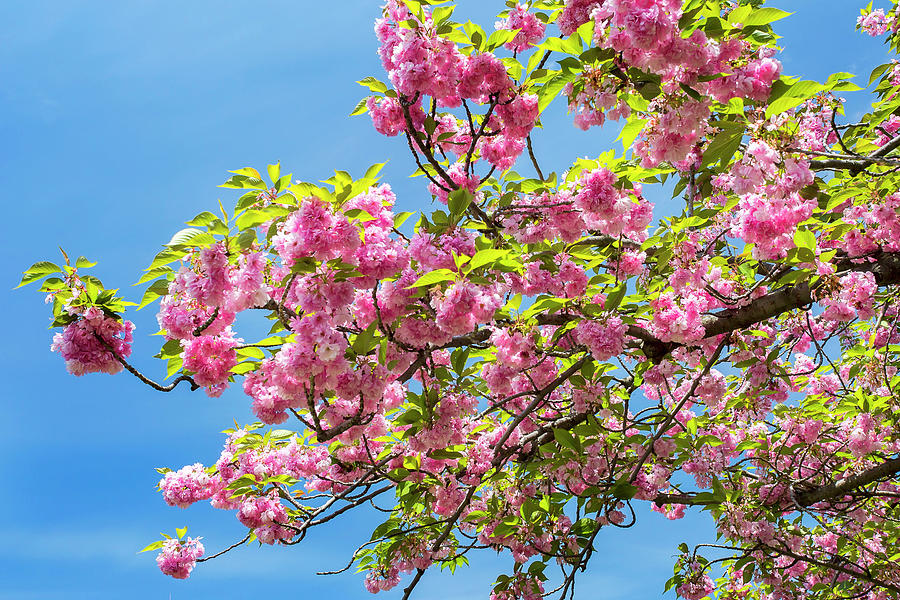 Blossoms, Brooklyn Botanic Garden, Nyc Digital Art by Claudia Uripos