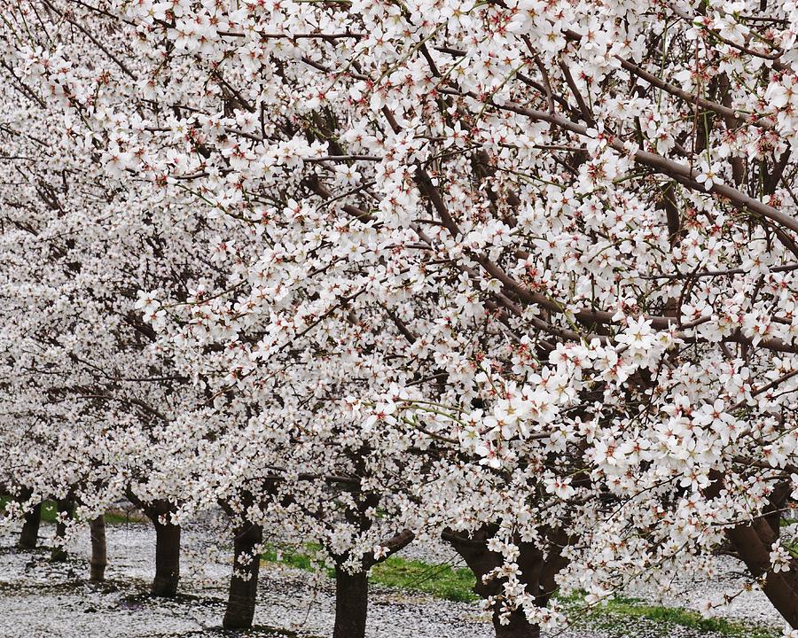 Blossoms Everywhere Photograph by Brett Harvey
