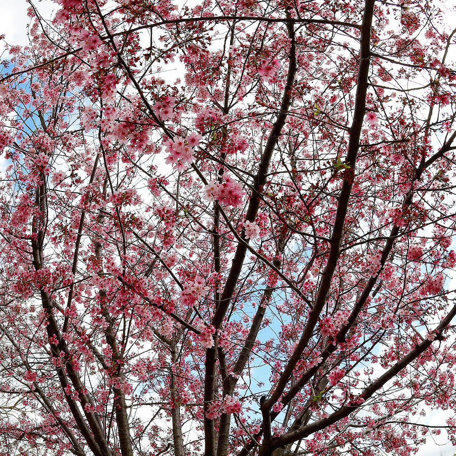 Blossoms Photograph