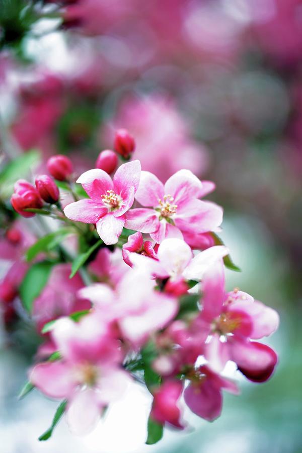 Blossoms On An Ornamental Apple Tree Photograph by Angelica Linnhoff