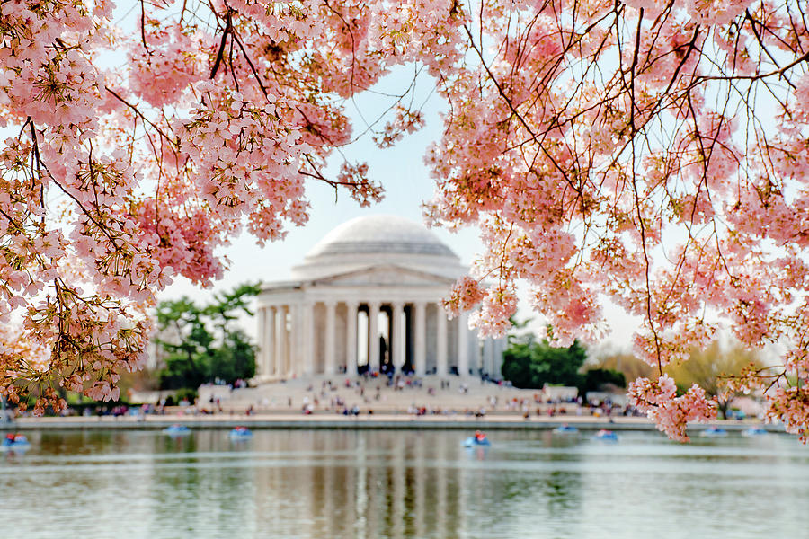 Blossoms over Jefferson Photograph by Greg Fortier