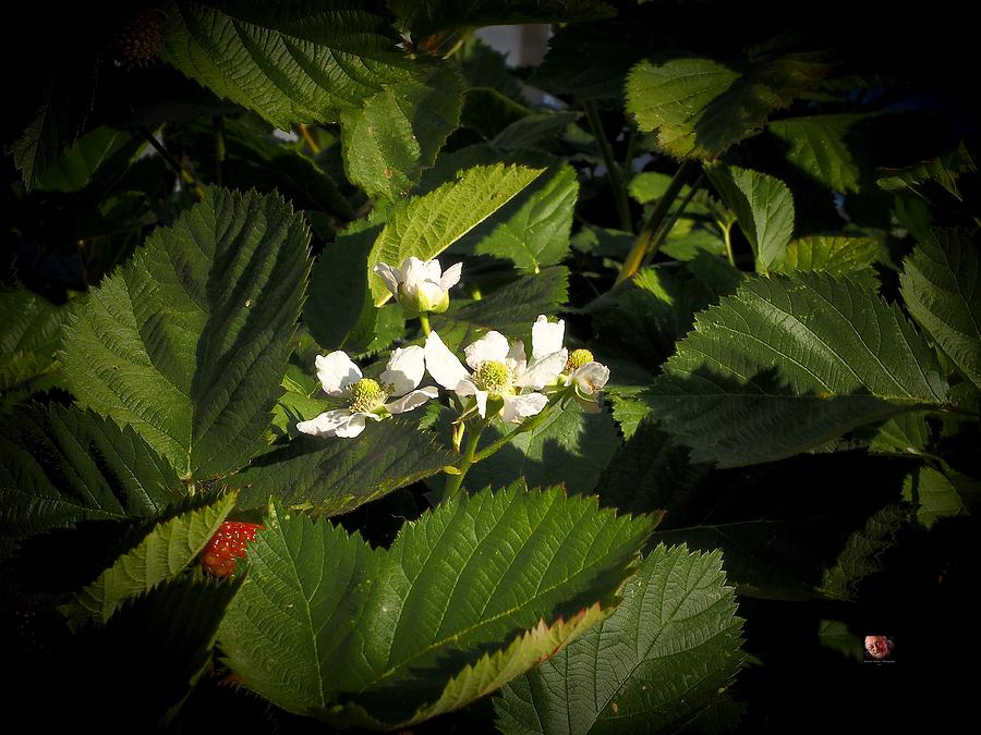 Blossoms White Red Berry Photograph by Richard Thomas