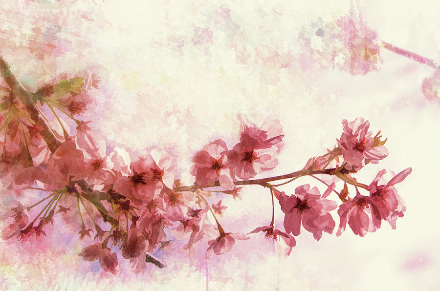 Sakura Blossoms Photograph by Marilyn Wilson