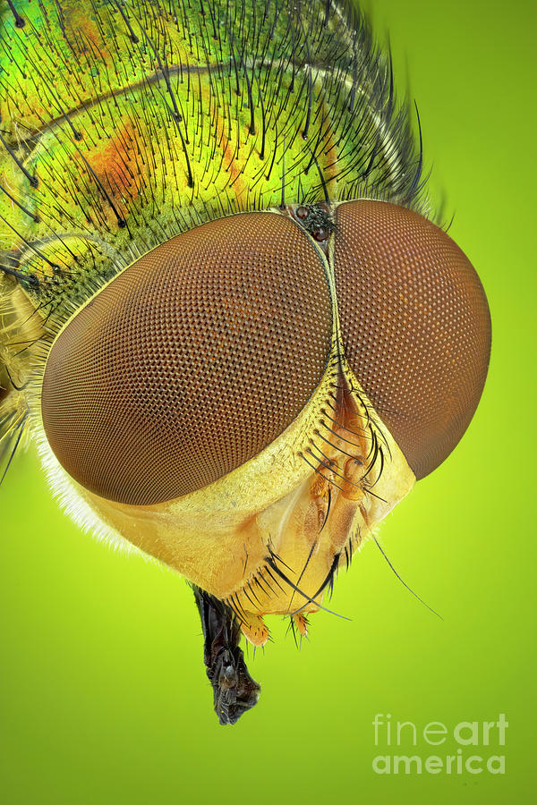 Blow Fly Head Photograph by Ozgur Kerem Bulur/science Photo Library