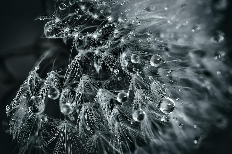 Black And White Photograph - Blowball by Patrick Aurednik