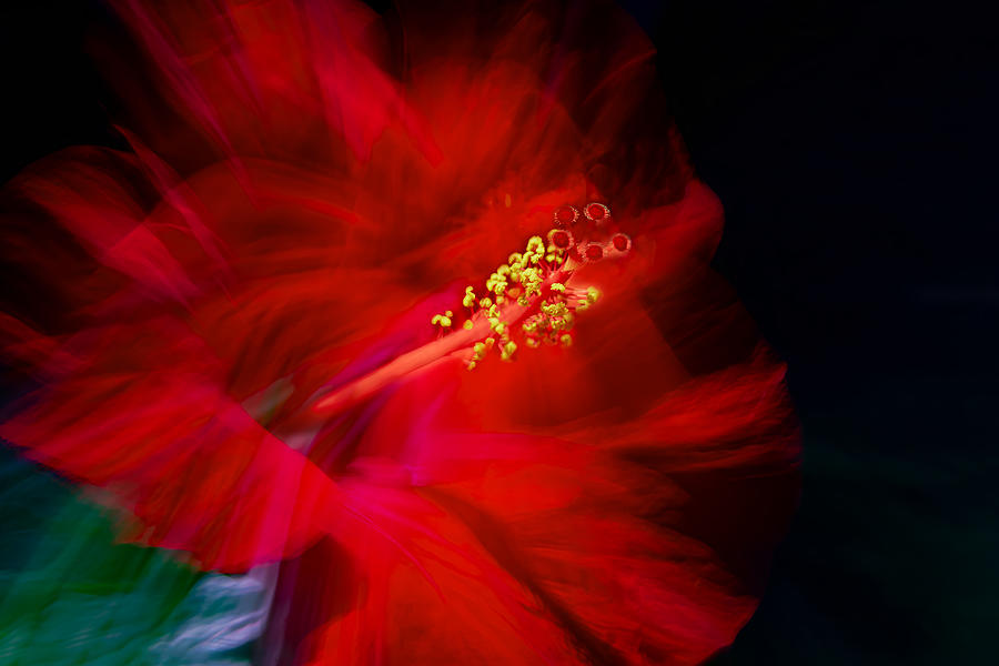Flower Photograph - Blowing In The Wind (malvaceae) by Florent Dirk Thies