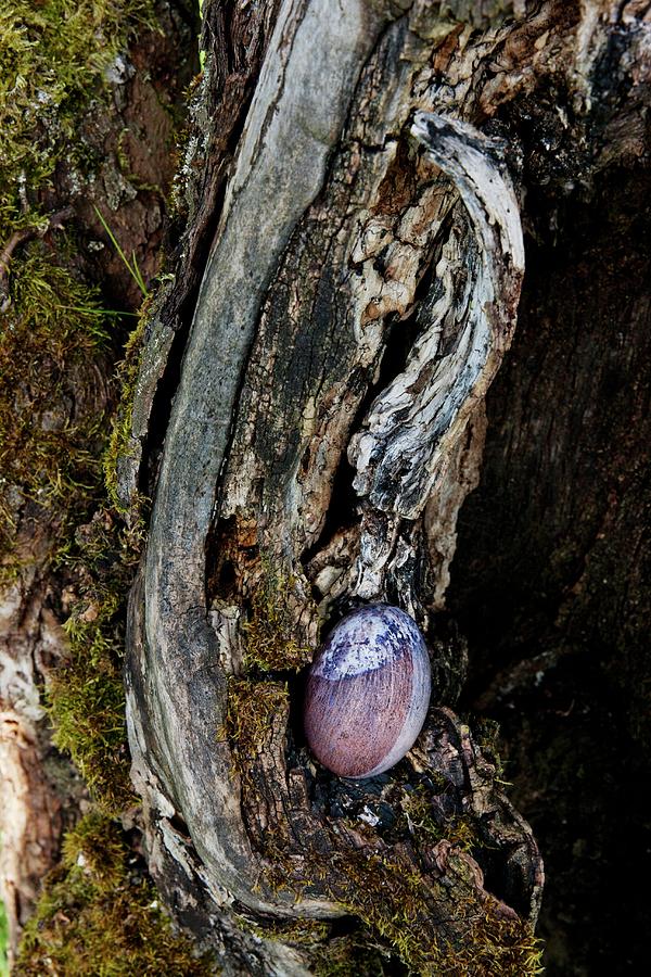 Blown Duck Egg Dyed In Bilberry Juice Lying On Gnarled Wood Photograph by Sabine Lscher