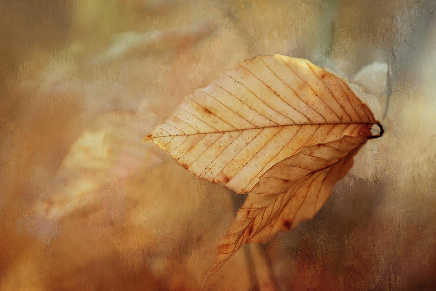 Blown Leaves Digital Art by Terry Davis
