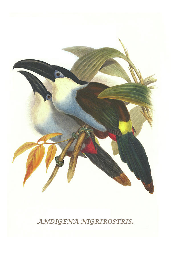 Blsck Billed Mountain Toucan Painting by John Gould