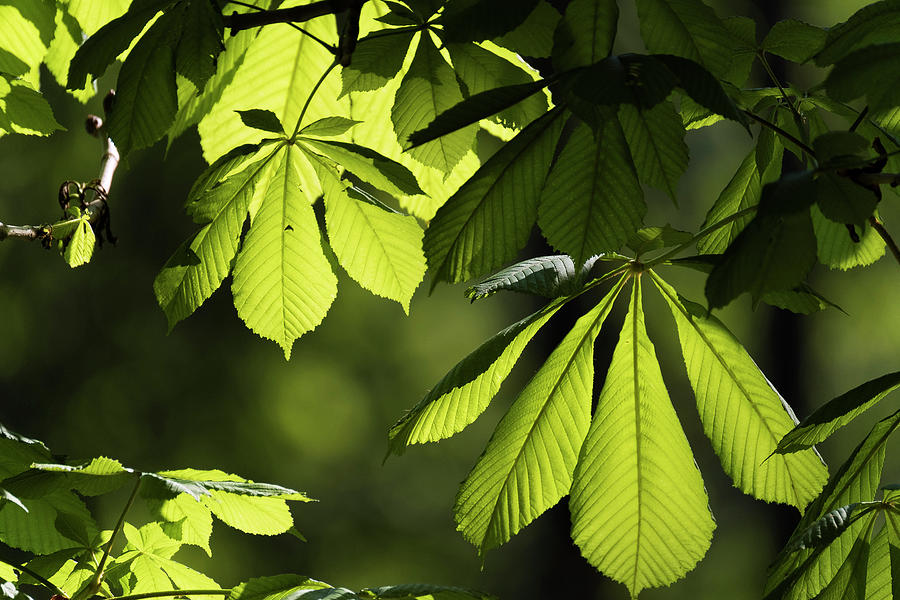 Blätter Der Rosskastanie, Knospen, Aesculus Hippocastanum, Oberbayern ...