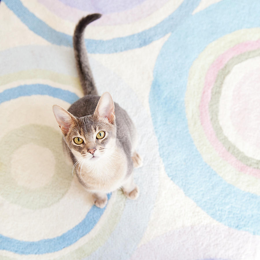 Blue Abyssinian Cat Photograph by Ly Wylde Photography