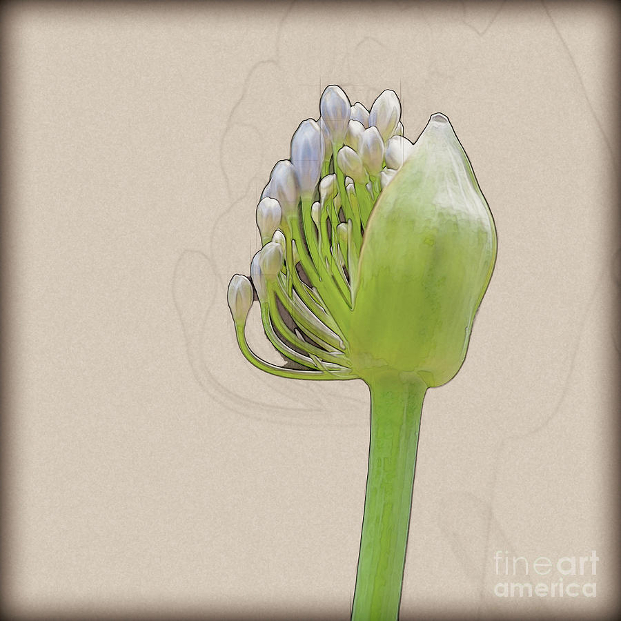 Blue African Lily Agapanthus Flowers L4 Drawing