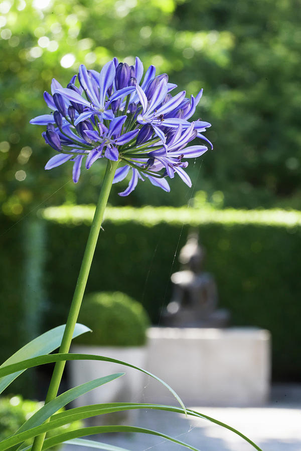 Blue Agapanthus Flower Photograph by Kennet House Of Pictures / Havgaard