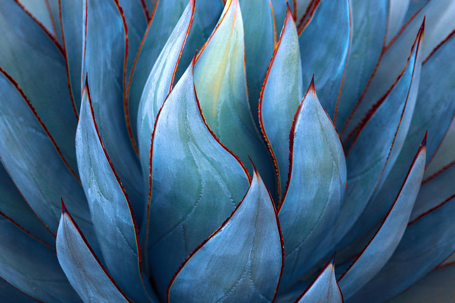 Abstract Photograph - Blue Agave Abstract by Robin Wechsler