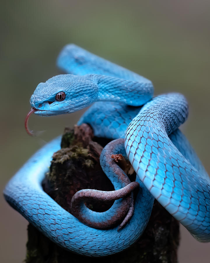 Snake Photograph - Blue Alert by Fauzan Maududdin