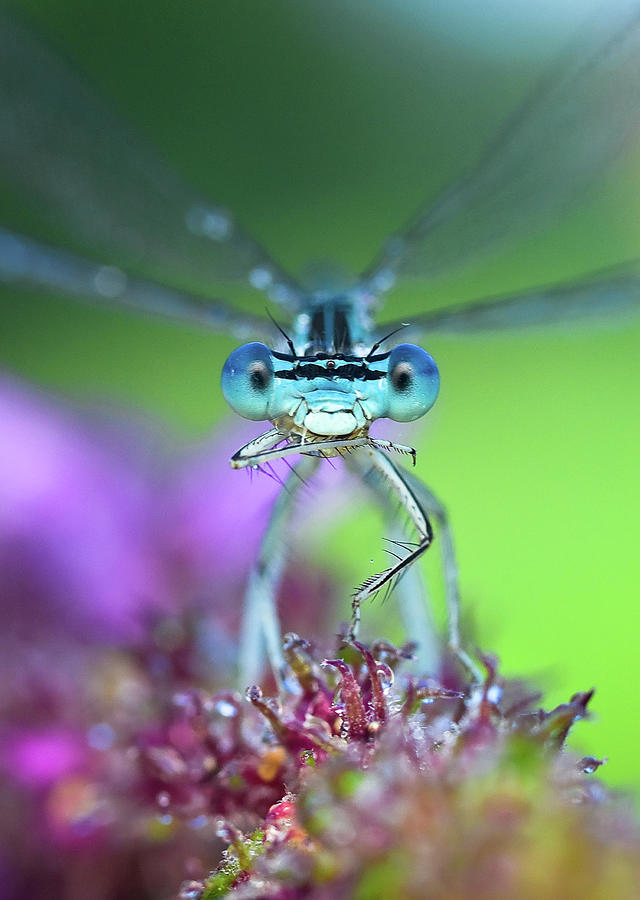 Insects Photograph - Blue by Ales Komovec