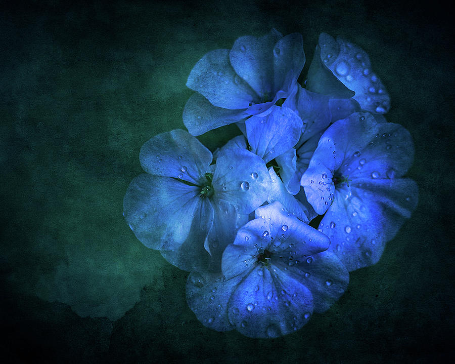 Blue Photograph by Allin Sorenson