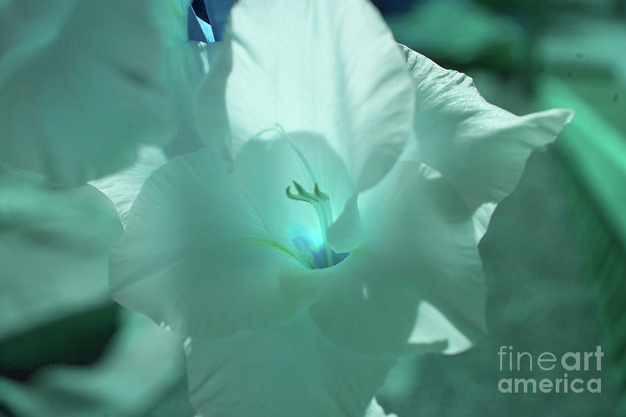 Blue Amaryllis Photograph by Rich Collins