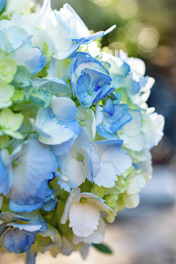Flower Photograph - Blue and Bokeh by Mary Ann Artz