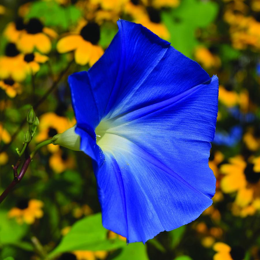 Blue and Gold by Chris Busch Blue and Gold by Chris Busch