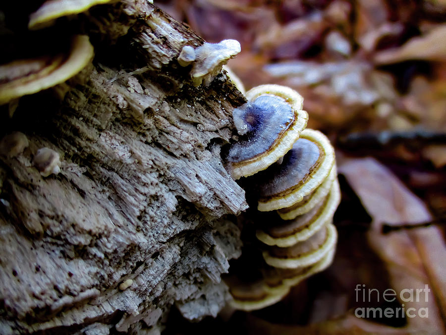 Blue And Gold Fungus Photograph