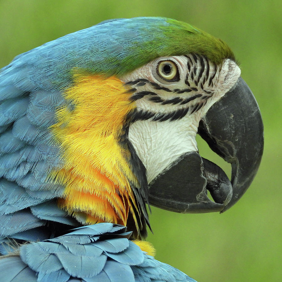 Blue and Gold Macaw Photograph by David G Paul - Fine Art America