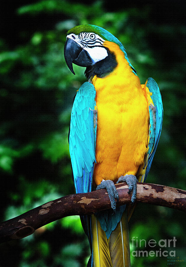 Blue and Gold Macaw Photograph by David Millenheft - Pixels