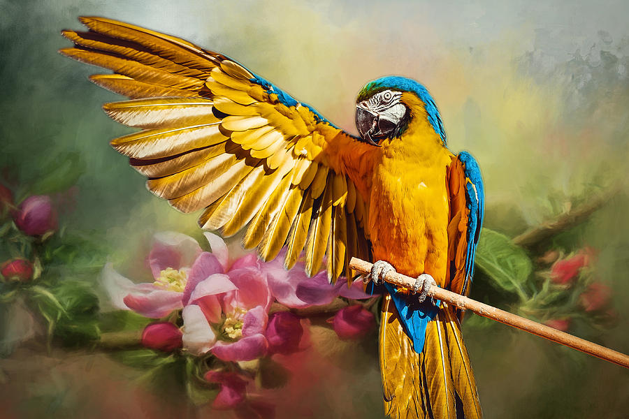 Parrot Painting - Blue and Gold Macaw - Painted by Ericamaxine Price