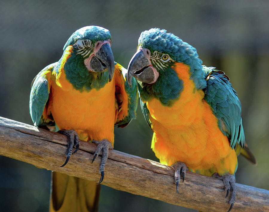 Blue and Gold Macaws by Dave Hilbert Blue and Gold Macaws by Dave Hilbert
