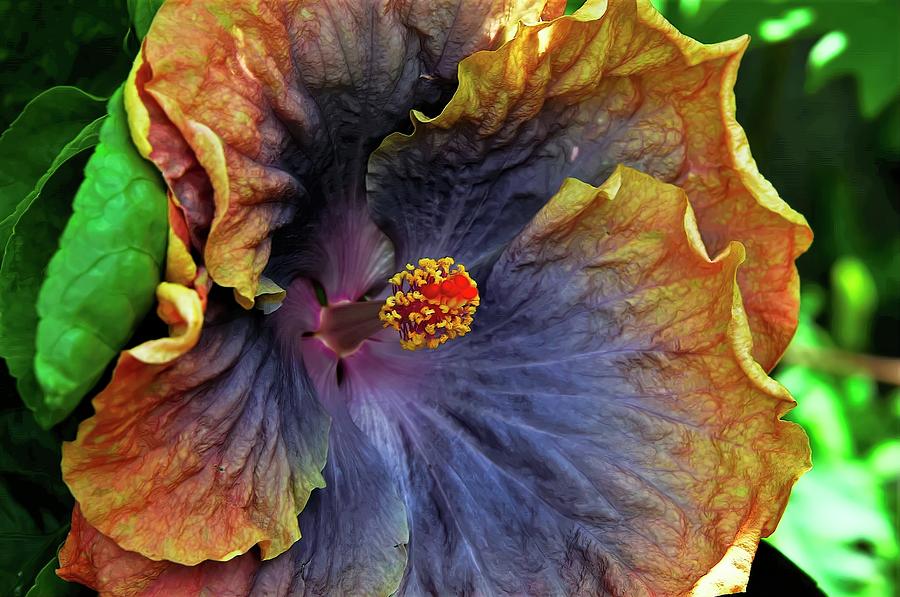 Blue and Orange Hibiscus Photograph by Heidi Fickinger