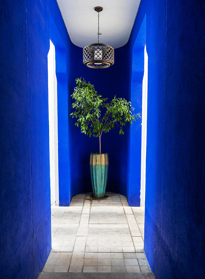 Plant Photograph - Blue And Plant by Ali Abu Ras