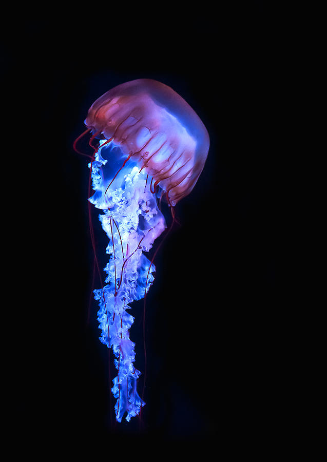 Blue And Purple Jellyfish Photograph by Maria Aiello