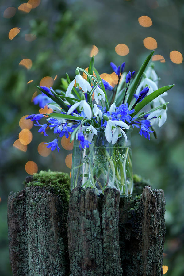 Blue And White Bouquet Of Snowdrops And Blue Stars Photograph by Angelica Linnhoff