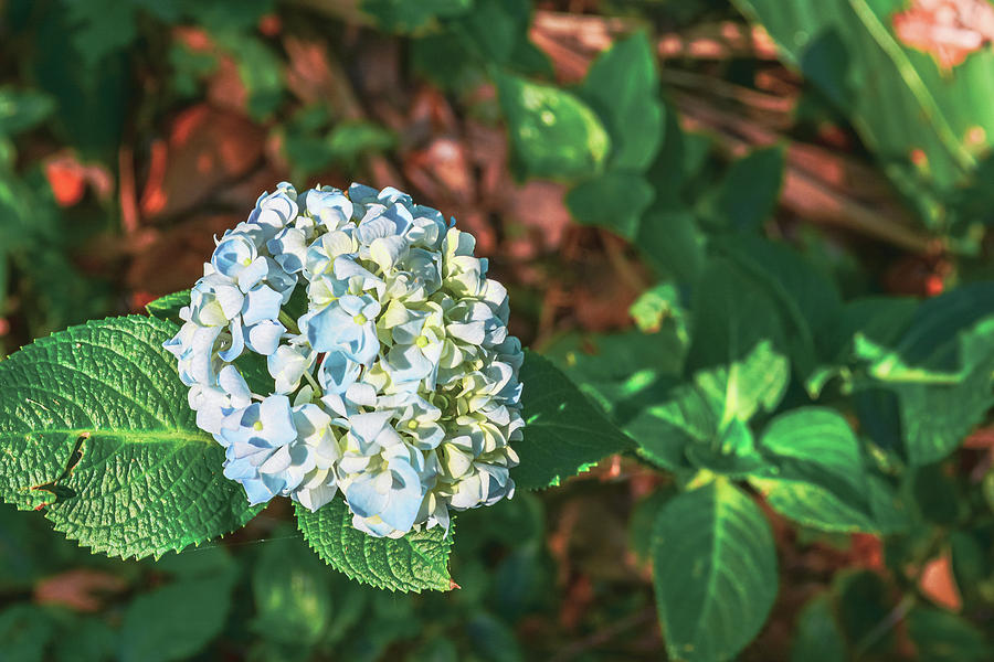 Blue and White Hydrangea 2 Photograph by Rebecca Carr - Fine Art America