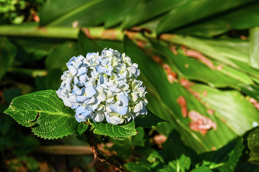 Blue and White Hydrangea Photograph by Rebecca Carr