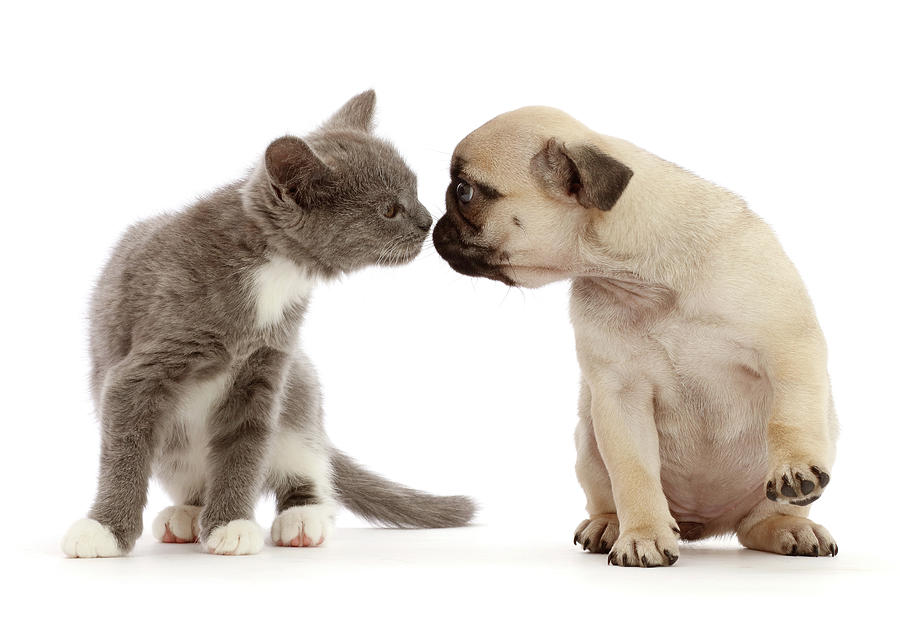 Blue-and-white Kitten Kissing Fawn Pug Photograph by Mark Taylor