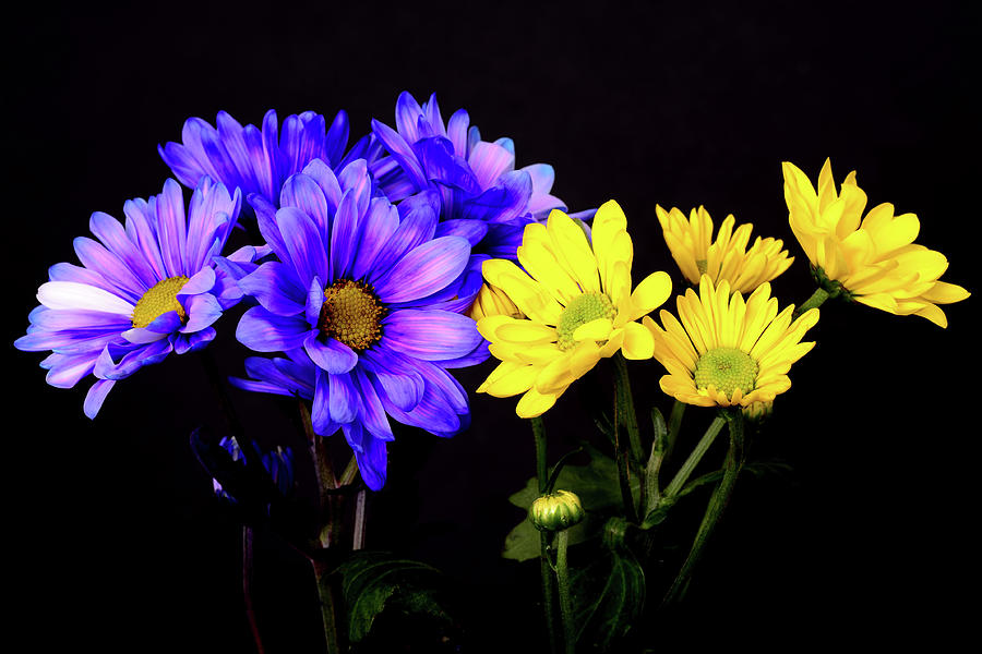 Blue and yellow Floral Arrangement Photograph by Paul Moore - Fine Art ...