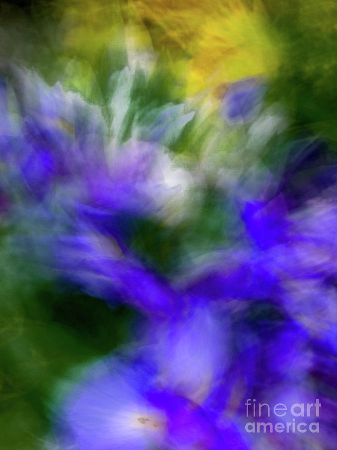 Blue and yellow flower abstract Photograph by Phillip Rubino