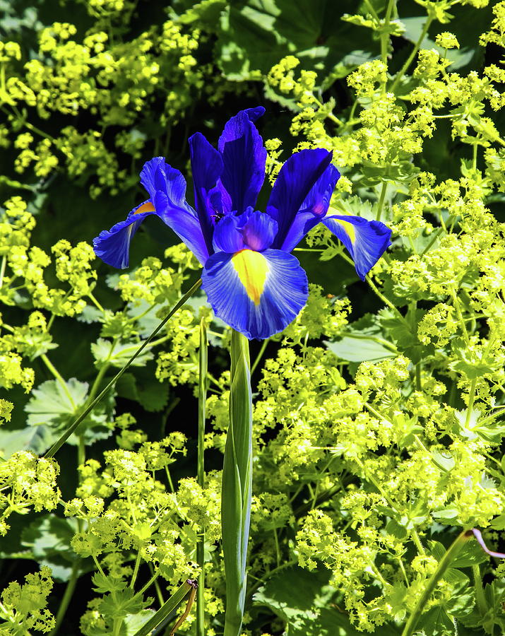 Blue and Yellow Iris Photograph by Jeff Townsend