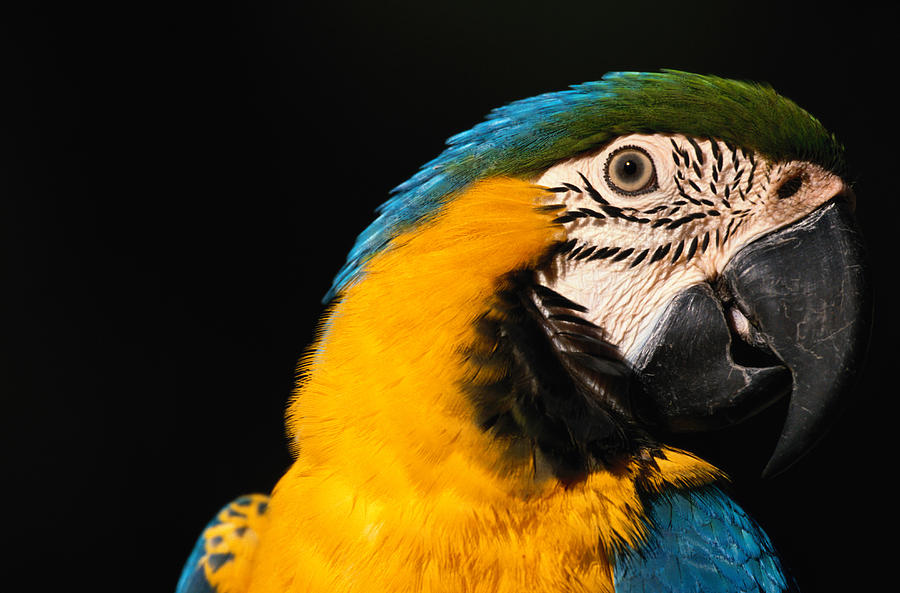 Blue And Yellow Macaw Ara Ararauna Photograph by Art Wolfe