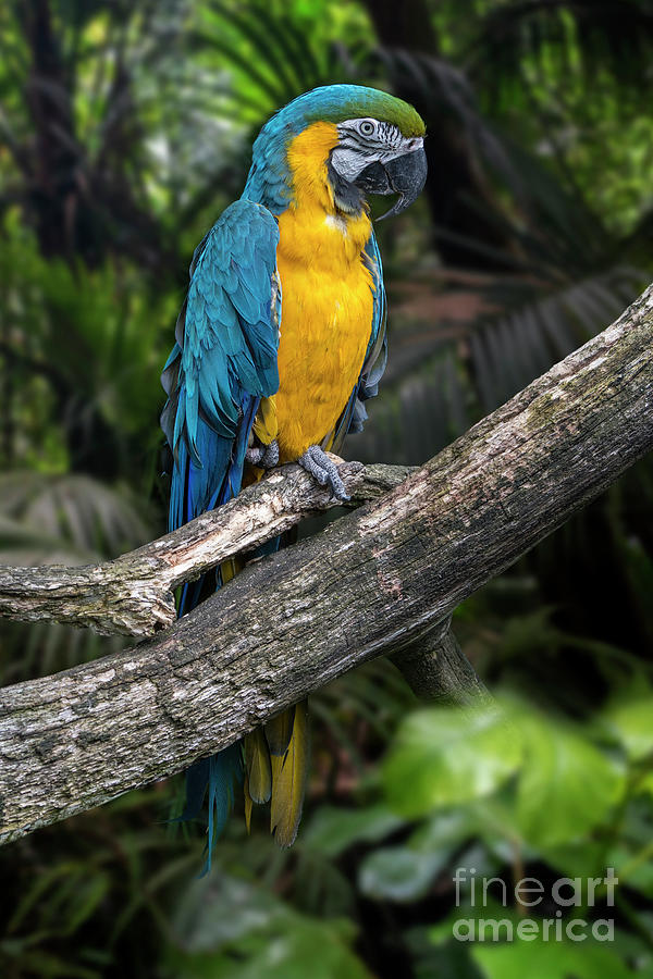 Blue-and-yellow Macaw Photograph by Arterra Picture Library