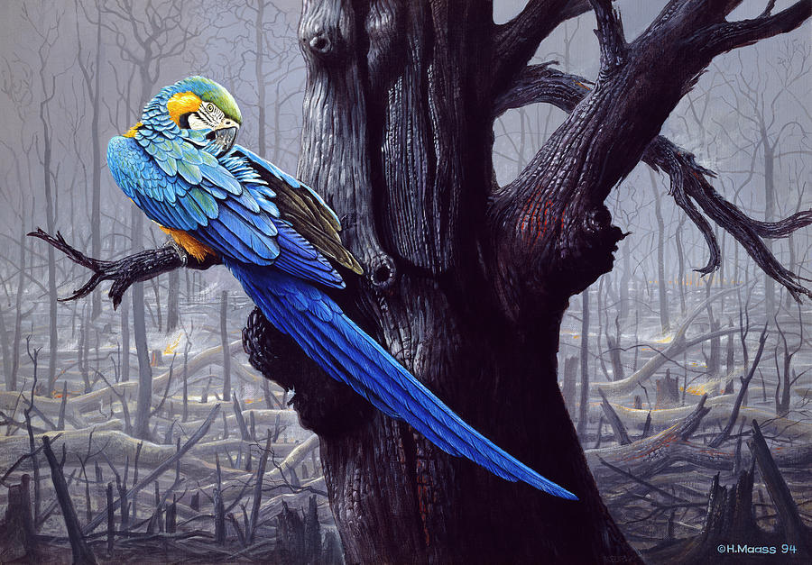 Blue And Yellow Macaw In Burned Forest Painting by Harro Maass