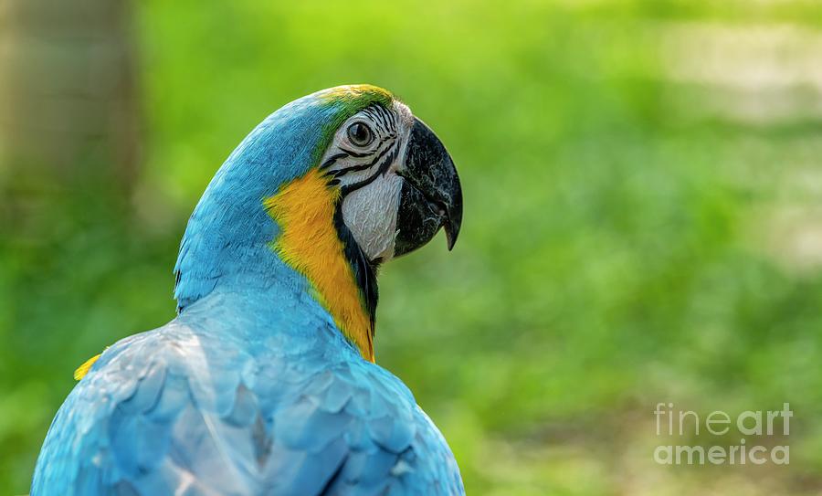 Blue-and-yellow Macaw Photograph by K Jayaram/science Photo Library