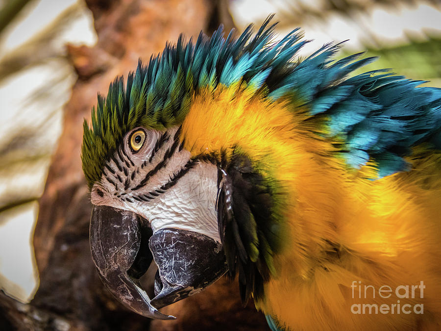 Blue and yellow macaw portrait Photograph by Lyl Dil Creations