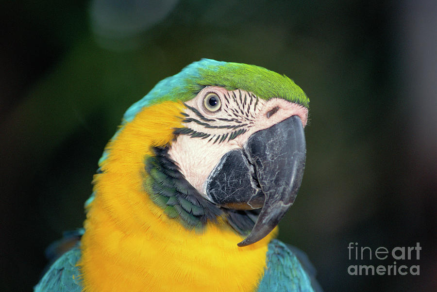 Blue And Yellow Macaw Photograph by Peter Chadwick/science Photo Library