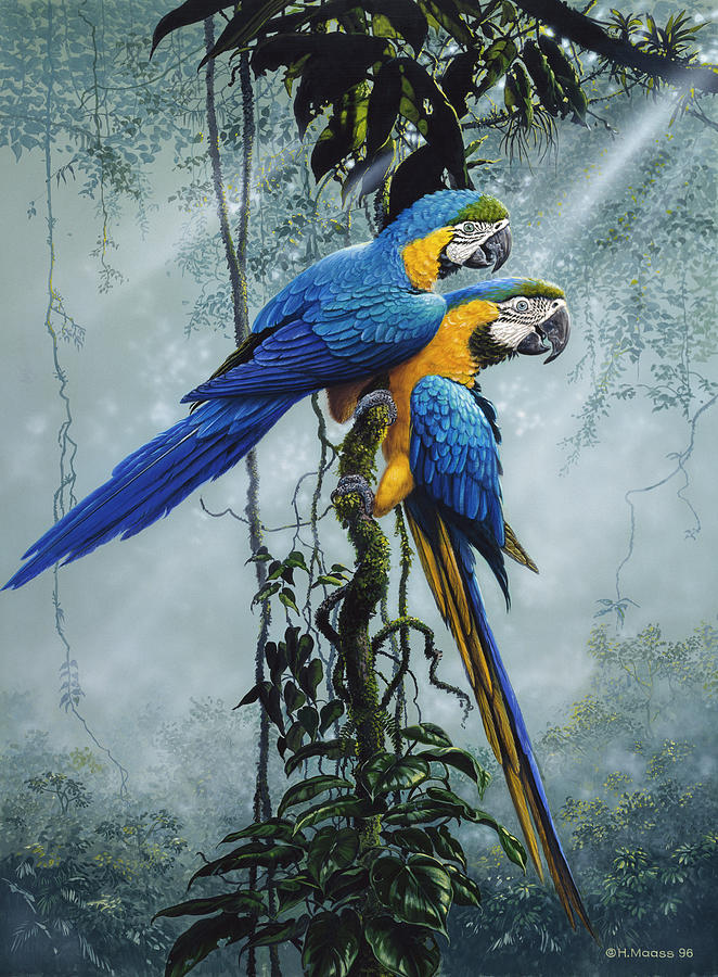Macaw Painting - Blue And Yellow Macaws 2 by Harro Maass