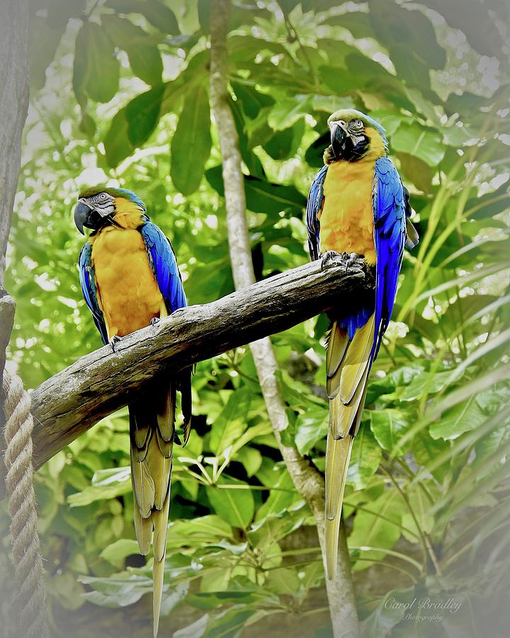 Blue and Yellow Macaws Photograph by Carol Bradley