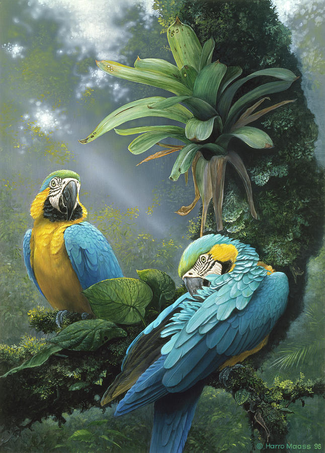Macaw Painting - Blue And Yellow Macaws by Harro Maass