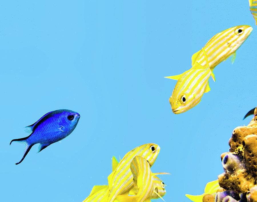 Blue and Yellow by Paula Porterfield-Izzo Blue and Yellow by Paula Porterfield-Izzo