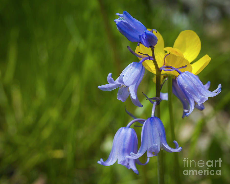 Blue and yellow spring Photograph by Agnes Caruso